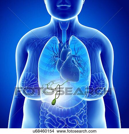 Female gallbladder, illustration View Large Photo Image Picture - Female gallbladder, illustration. Fotosearch