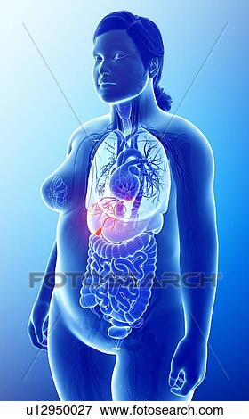 Stock Photo - Female gallbladder, illustration. Fotosearch