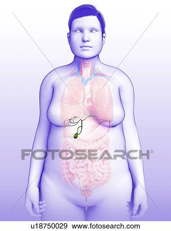 Female gallbladder, illustration View Large Photo Image Stock Photo - Female gallbladder, illustration. Fotosearch