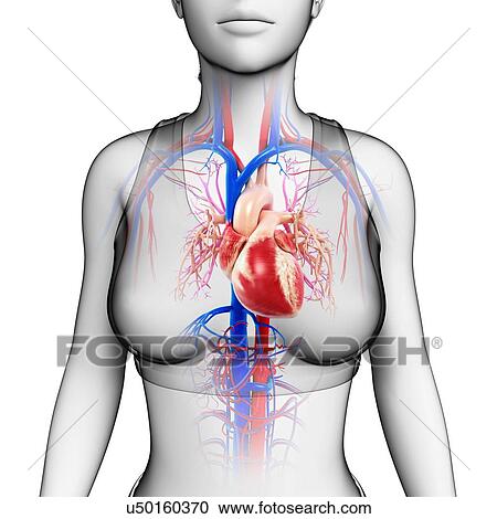 Stock Image - Female heart and blood vessels, illustration. Fotosearch