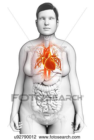 Stock Image - Female heart, illustration. Fotosearch