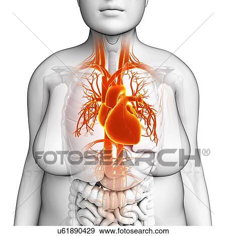 Stock Photo - Female heart, illustration. Fotosearch
