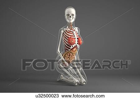 Stock Image - Female internal organs. Fotosearch
