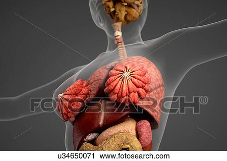 Stock Image - Female internal organs. Fotosearch