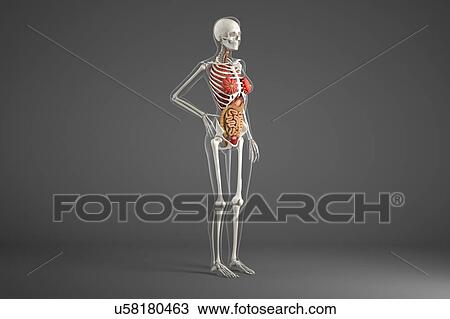 Stock Image - Female internal organs. Fotosearch