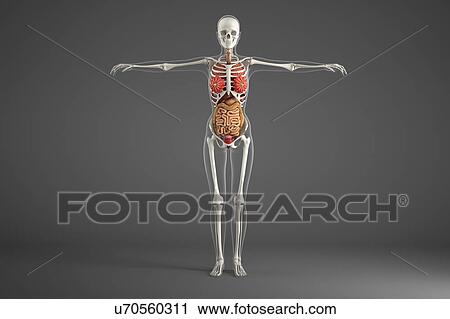 Female internal organs View Large Photo Image Stock Image - Female internal organs. Fotosearch