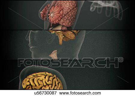 Female internal organs View Large Photo Image Stock Photo - Female internal organs. Fotosearch