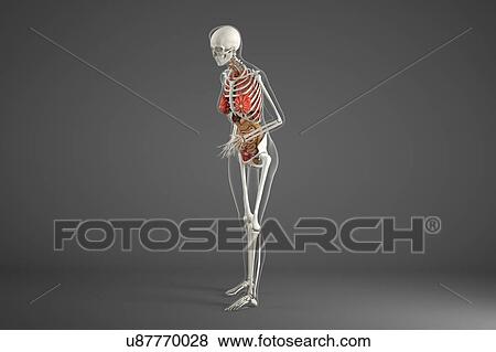 Female internal organs View Large Photo Image Stock Photo - Female internal organs. Fotosearch