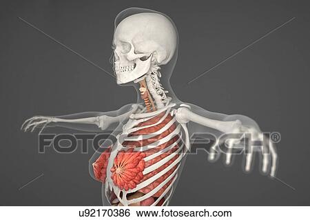 Stock Photograph - Female internal organs. Fotosearch