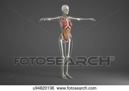 Stock Photograph - Female internal organs. Fotosearch