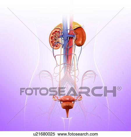 Female kidneys and urinary system, illustration View Large Photo Image Stock Photography - Female kidneys and urinary system, illustration. Fotosearch