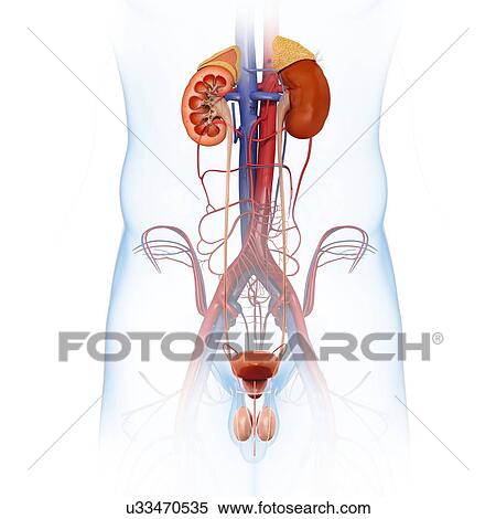Stock Photography - Female kidneys and urinary system, illustration. Fotosearch