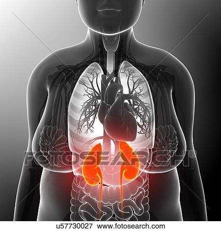 Stock Photo - Female kidneys, illustration. Fotosearch
