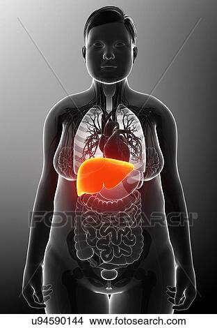 Female liver, illustration View Large Photo Image Picture - Female liver, illustration. Fotosearch