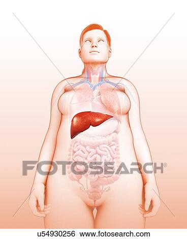 Female liver, illustration View Large Photo Image Stock Photograph - Female liver, illustration. Fotosearch