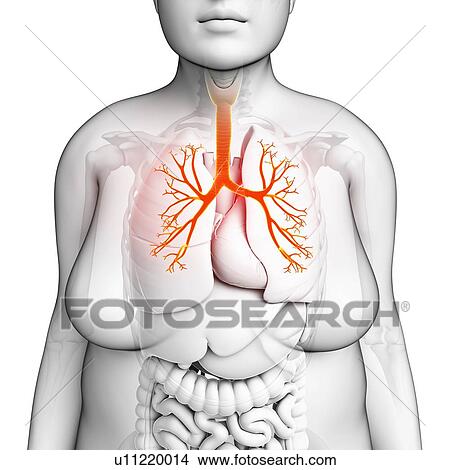 Picture - Female lungs, illustration. Fotosearch