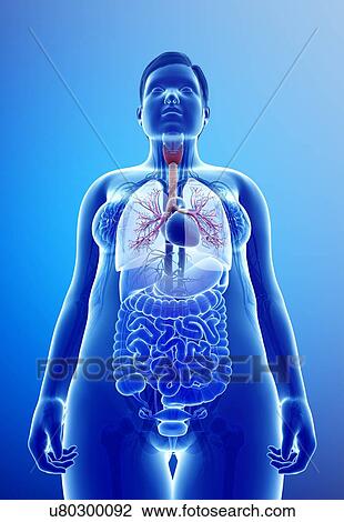 Female lungs, illustration View Large Photo Image Stock Image - Female lungs, illustration. Fotosearch
