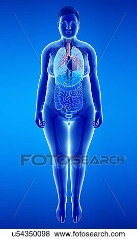Stock Photo - Female lungs, illustration. Fotosearch