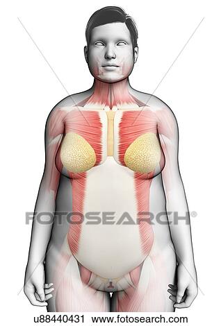 Female musculature, illustration View Large Photo Image Stock Image - Female musculature, illustration. Fotosearch