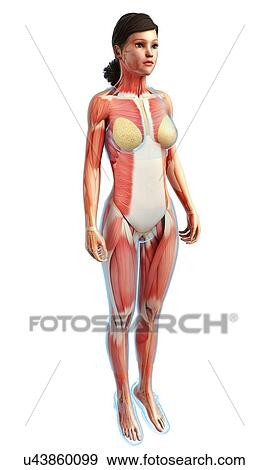 Stock Photo - Female musculature, illustration. Fotosearch