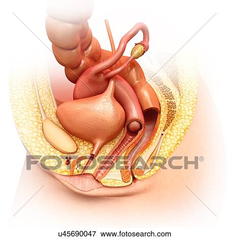 Stock Photo - Female pelvic anatomy, illustration. Fotosearch