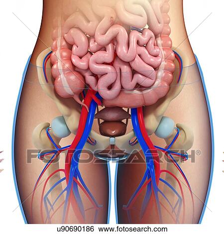Female pelvic anatomy, illustration View Large Photo Image Stock Photograph - Female pelvic anatomy, illustration. Fotosearch