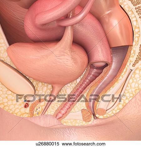 Stock Photography - Female pelvic anatomy, illustration. Fotosearch