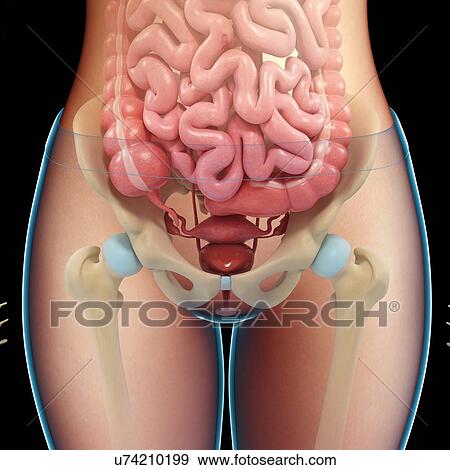 Stock Photo - Female pelvic organs and bones, illustration. Fotosearch