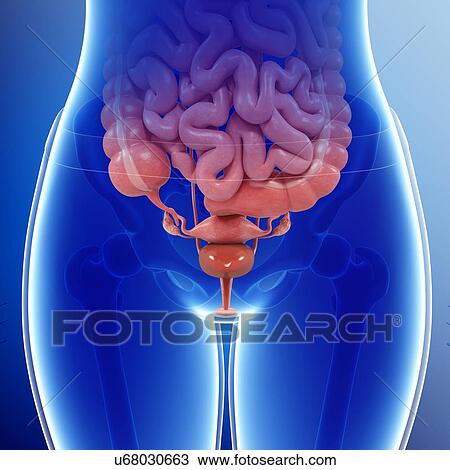 Female pelvic organs, illustration View Large Photo Image Stock Image - Female pelvic organs, illustration. Fotosearch