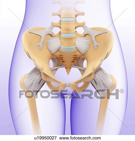 Stock Photo - Female pelvis, illustration. Fotosearch