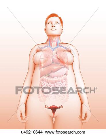 Female reproductive system, illustration View Large Photo Image Picture - Female reproductive system, illustration. Fotosearch