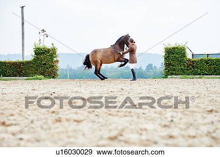 Female rider training dressage horse on hind legs in equestrian arena View Large Photo Image Stock Photo - Female rider training dressage horse on hind legs in equestrian arena. Fotosearch