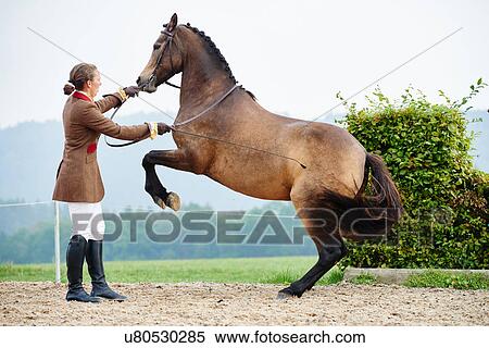 Stock Photography - Female rider training dressage horse on hind legs in equestrian arena. Fotosearch