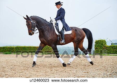 Female rider trotting while training dressage horse in equestrian arena View Large Photo Image Stock Image - Female rider trotting while training dressage horse in equestrian arena. Fotosearch