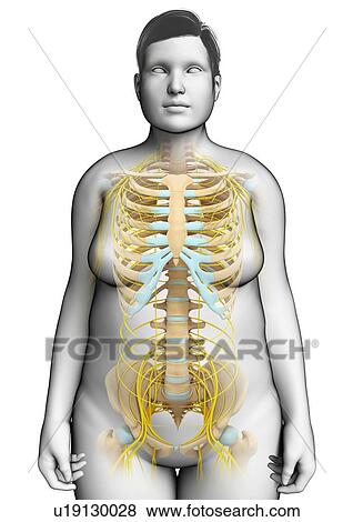 Female skeletal and nervous systems, illustration View Large Photo Image Stock Photo - Female skeletal and nervous systems, illustration. Fotosearch