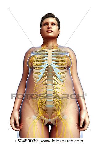 Female skeletal and nervous systems, illustration View Large Photo Image Stock Photo - Female skeletal and nervous systems, illustration. Fotosearch