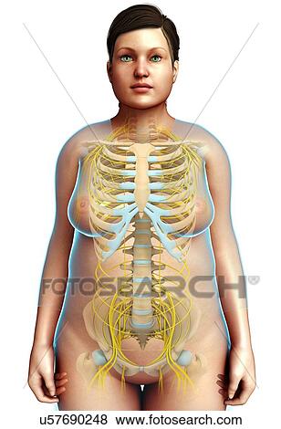 Stock Photo - Female skeletal and nervous systems, illustration. Fotosearch
