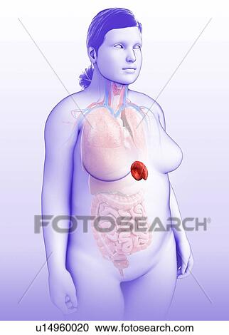 Stock Image - Female spleen, illustration. Fotosearch