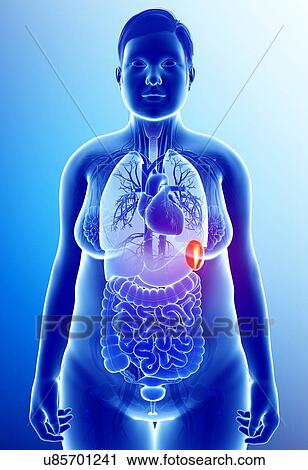 Stock Image - Female spleen, illustration. Fotosearch