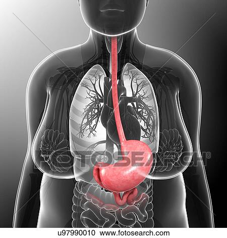 Female stomach, illustration View Large Photo Image Stock Image - Female stomach, illustration. Fotosearch