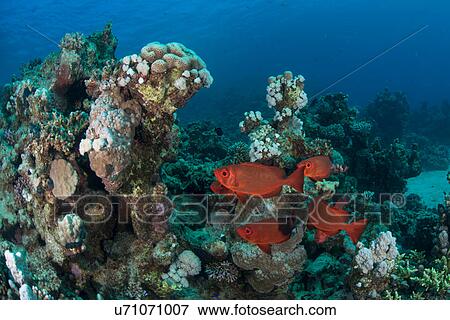 Fish by corals, Red Sea, Marsa Alam, Egypt View Large Photo Image Stock Photo - Fish by corals, Red Sea, Marsa Alam, Egypt. Fotosearch