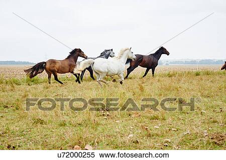 Five horses galloping across field View Large Photo Image Stock Photography - Five horses galloping across field. Fotosearch