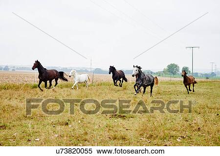 Stock Photography - Five horses galloping across field. Fotosearch