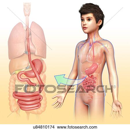 Picture - Gastric bypass, illustration. Fotosearch