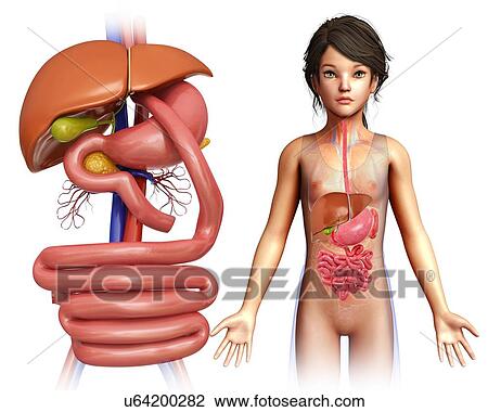 Stock Image - Gastric bypass, illustration. Fotosearch