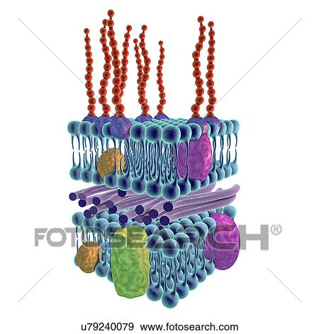 Stock Photo - Gram-negative bacterial cell wall, illustration. Fotosearch