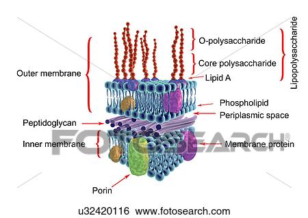 Stock Photograph - Gram-negative bacterial cell wall, illustration. Fotosearch