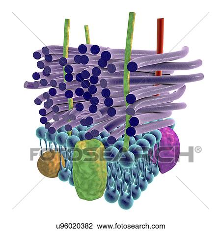 Stock Image - Gram-positive bacterial cell wall, illustration. Fotosearch