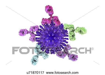Stock Photo - Gram-positive bacterial cell wall, illustration. Fotosearch