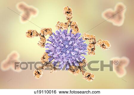 Stock Photograph - Gram-positive bacterial cell wall, illustration. Fotosearch